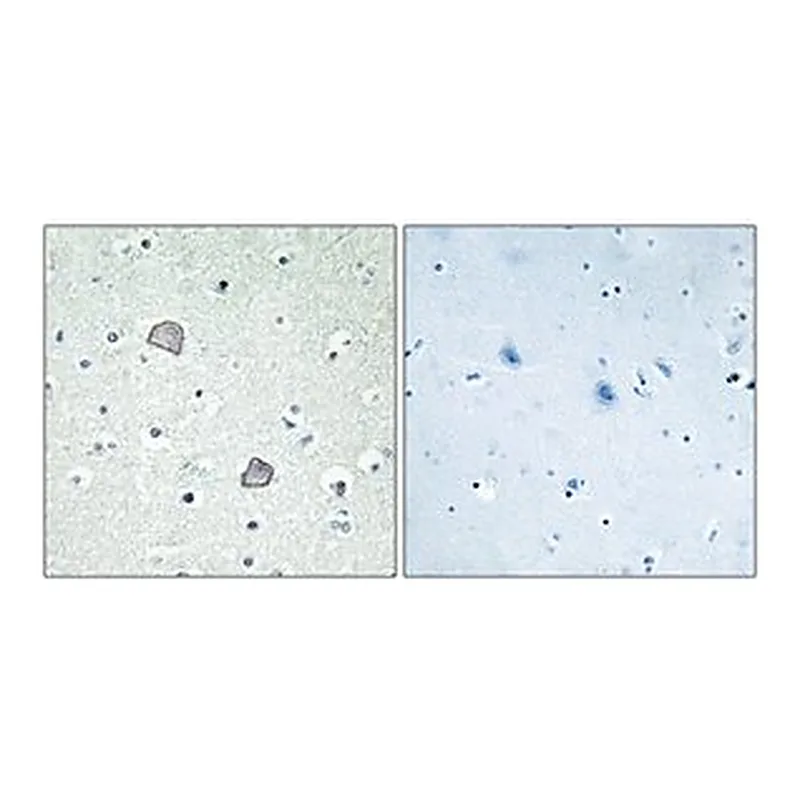 Merck ANTI-EDG2 ANTIBODY PRODUCED IN RABBIT