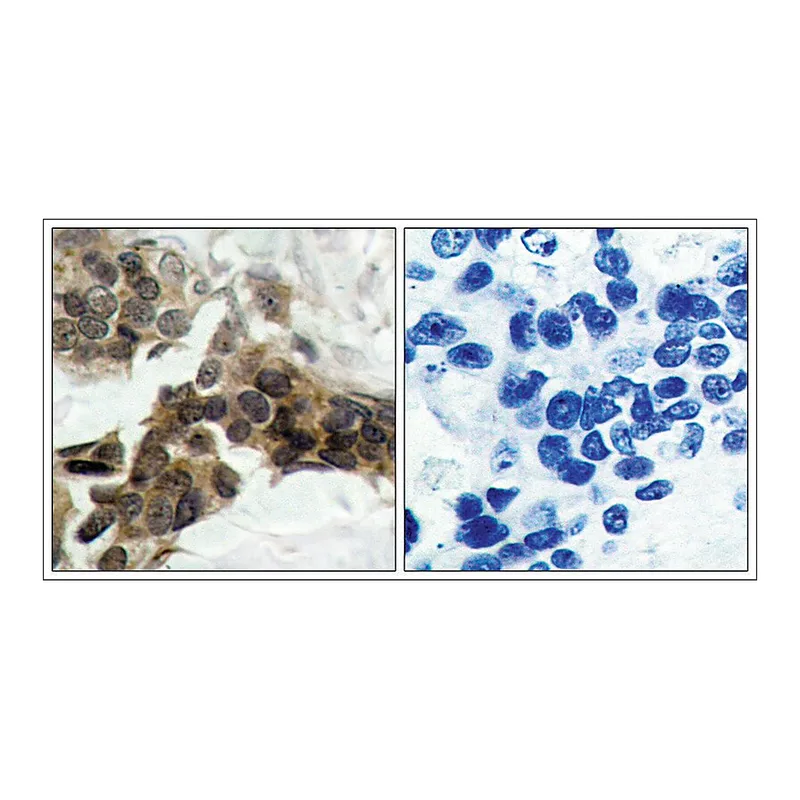 Merck Anti-phospho-NFKBIA (pSer32/pSer36) antibody produced in rabbit