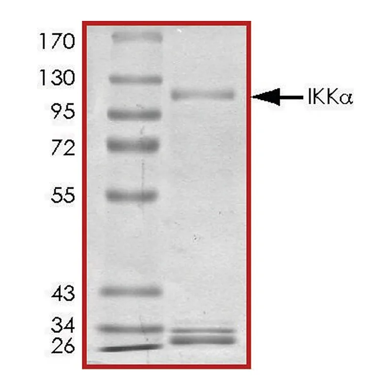 Merck IKK alpha , active, GST tagged human