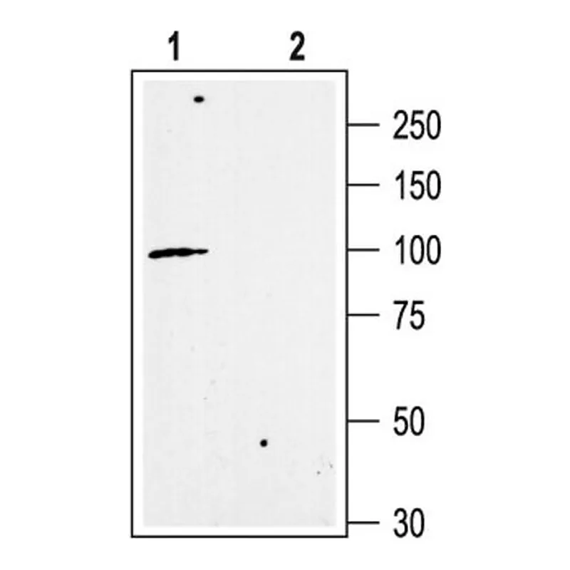 Merck Anti-Potassium Channel KCa2.3, (C-term) (Small-conductance Ca2+-activated Potassium Channel 3) antibody produced in rabbit