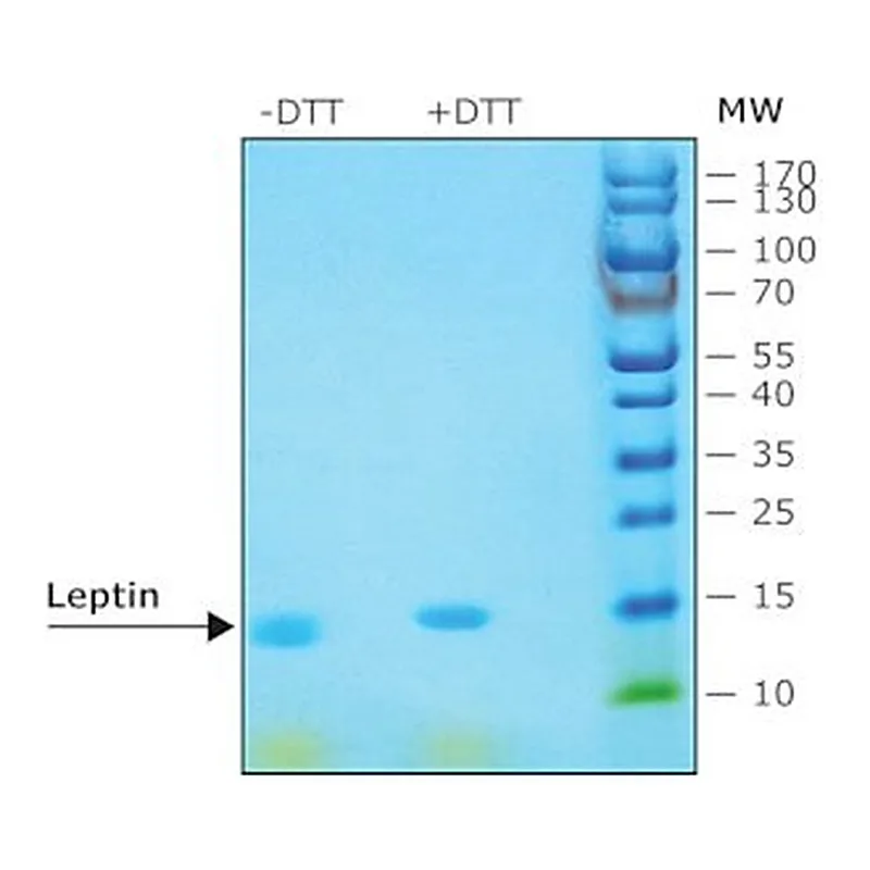 Merck LEPTIN FROM MOUSE, >98% (SDS-PAGE)