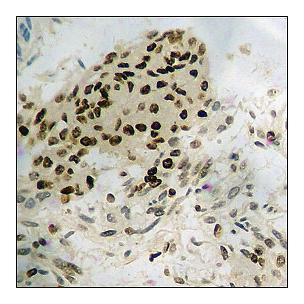 Merck Anti-phospho-SAPK/JNK (pTyr185) antibody produced in rabbit