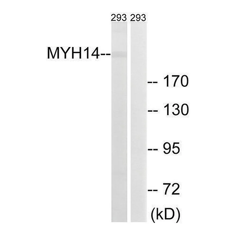 Merck Anti-MYH14 antibody produced in rabbit
