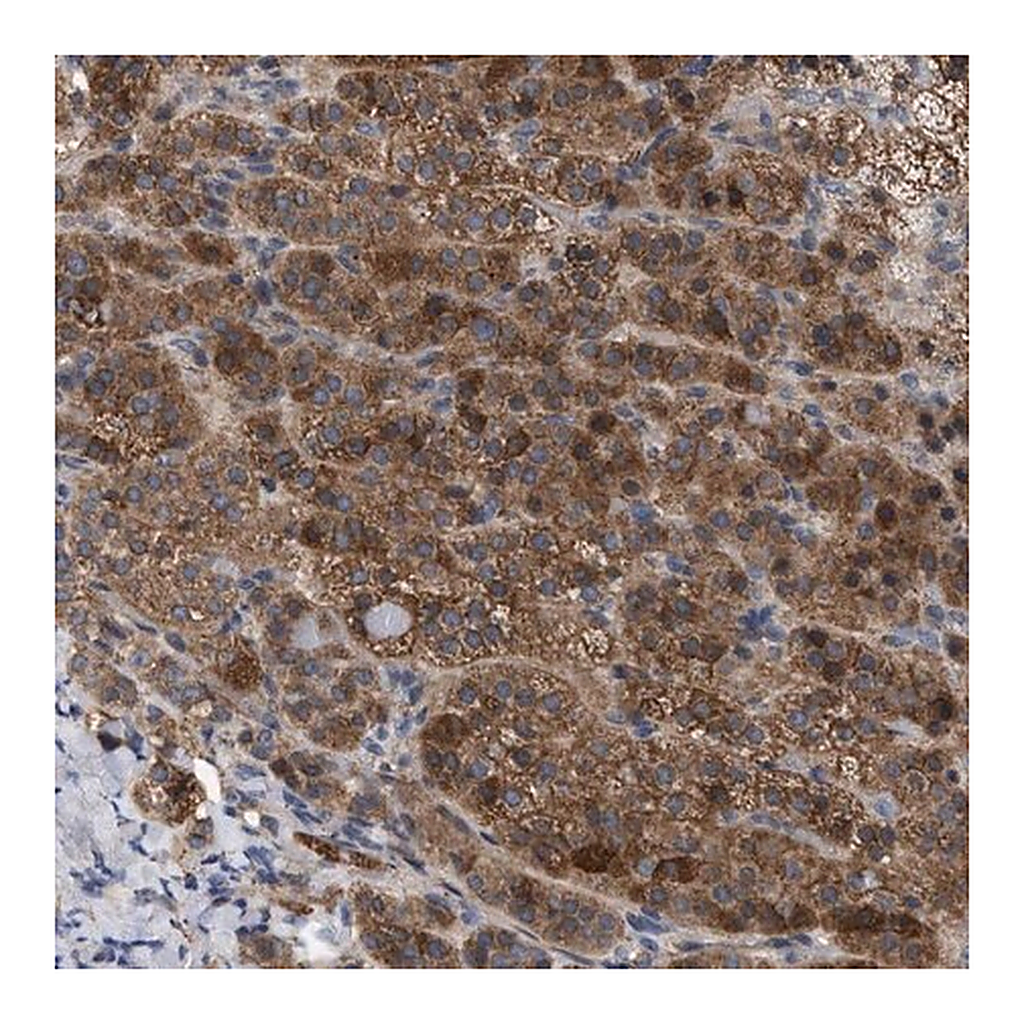 Merck Anti-FAM171A2 antibody produced in rabbit