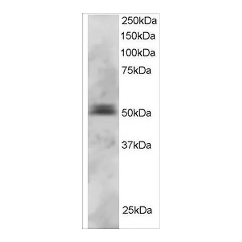 Merck Anti-PAX5/BSAP antibody produced in goat