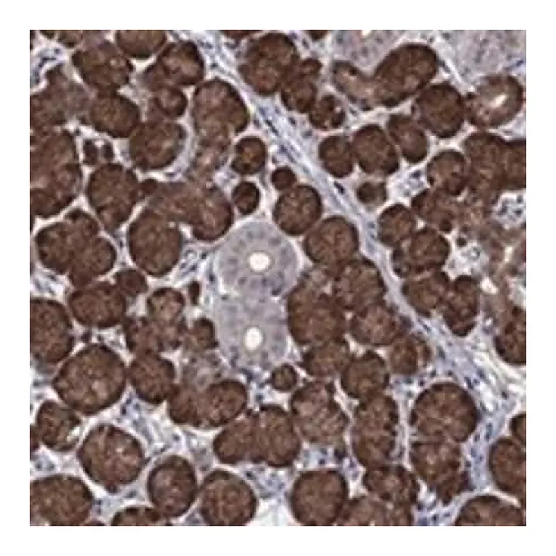 Merck Anti-AGFG2 antibody produced in rabbit