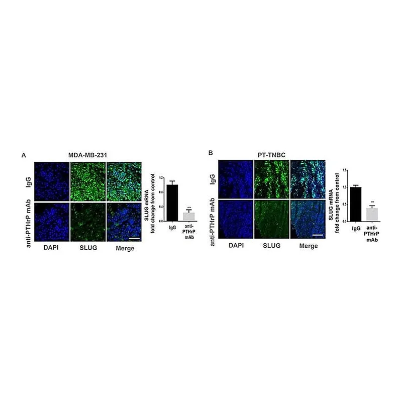 Thermo Fisher Scientific Goat anti-Rabbit IgG (H+L) Cross-Adsorbed Secondary Antibody, Alexa Fluor 405
