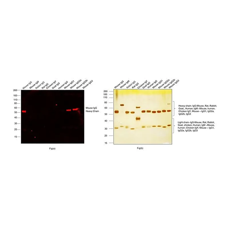 Thermo Fisher Scientific Goat anti-Mouse IgG (H+L) Highly Cross-Adsorbed Secondary Antibody, Alexa Fluor Plus 594