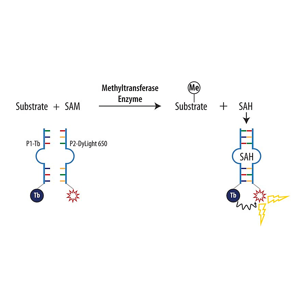 Merck AptaFluor(R) SAH Methyltransferase Assay
