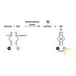 Merck AptaFluor(R) SAH Methyltransferase Assay