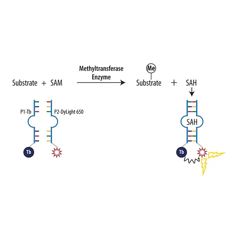 Merck AptaFluor(R) SAH Methyltransferase Assay