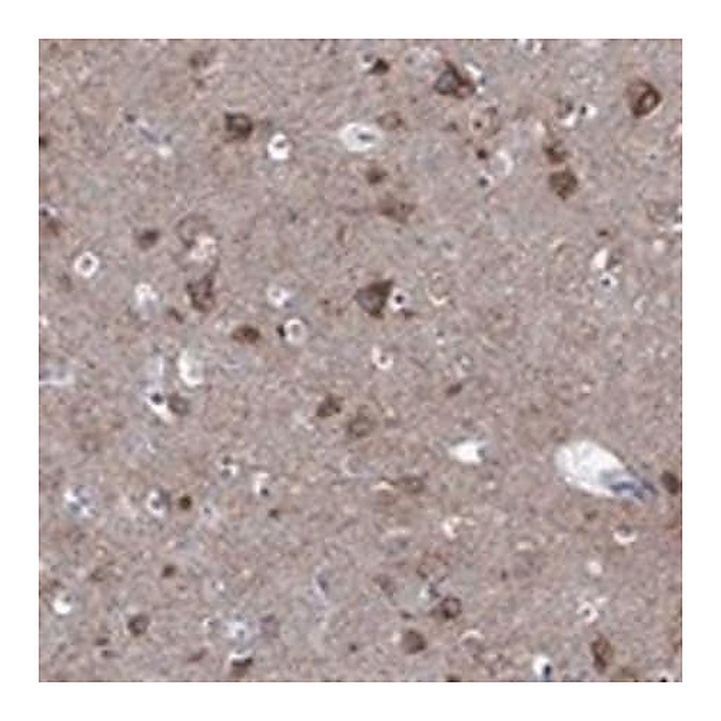 Merck Anti-SHOC2 antibody produced in rabbit