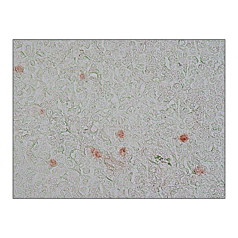 Merck Monoclonal Anti-Proliferating Cell Protein Ki-67 antibody produced in mouse