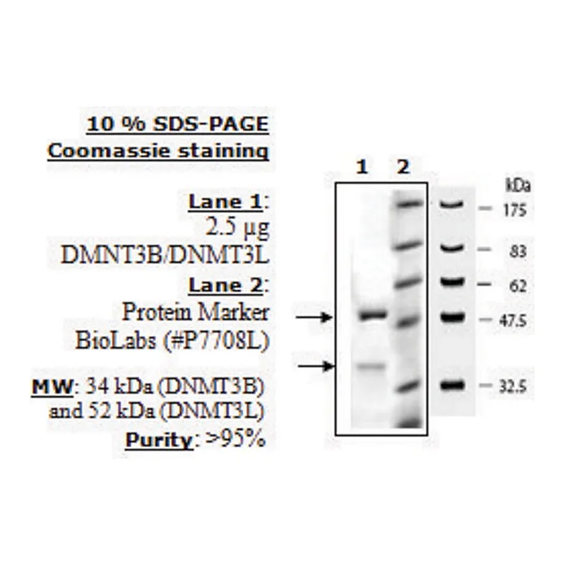 Merck DNMT3B/DNMT3L Active human