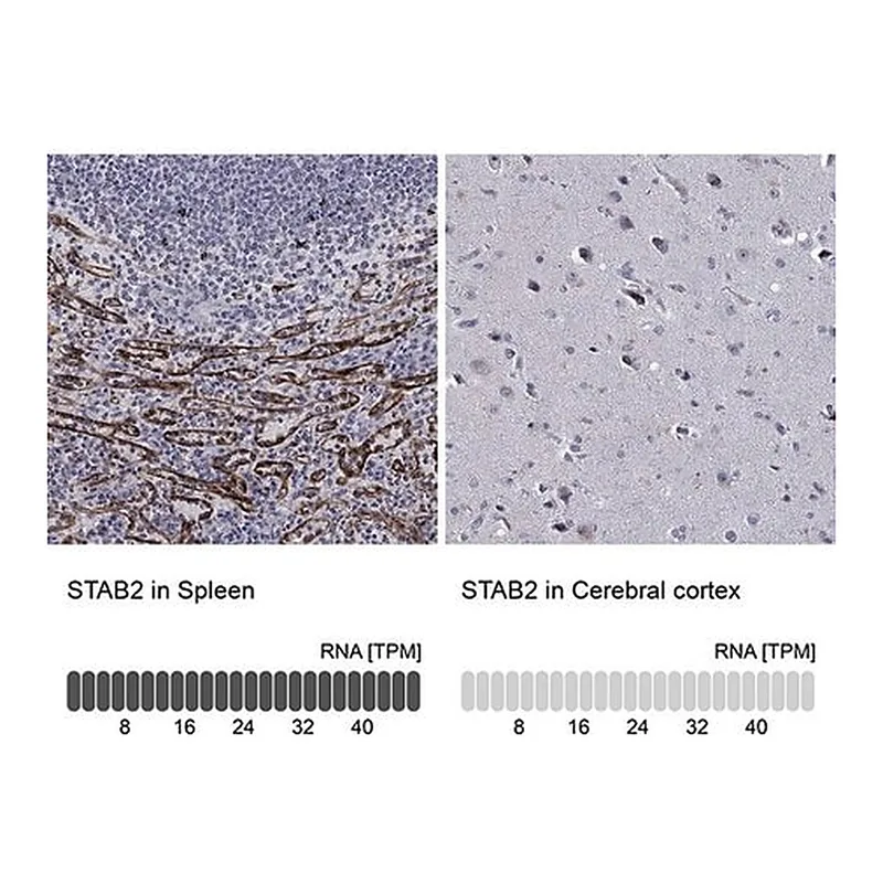 Merck Anti-STAB2 antibody produced in rabbit