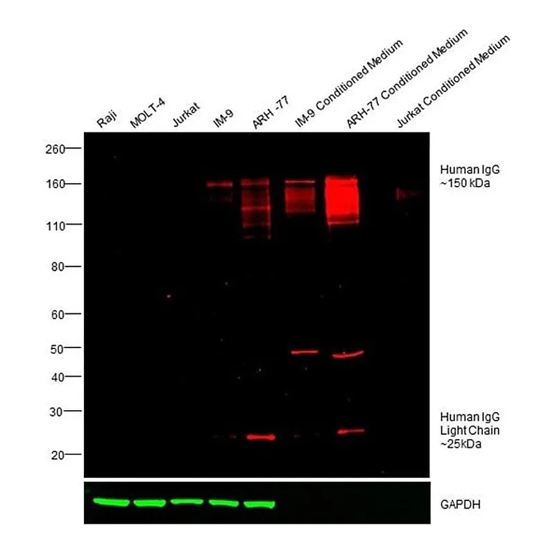 Thermo Fisher Scientific Rabbit anti-Human IgG (H+L) Cross-Adsorbed Secondary Antibody, DyLight 550