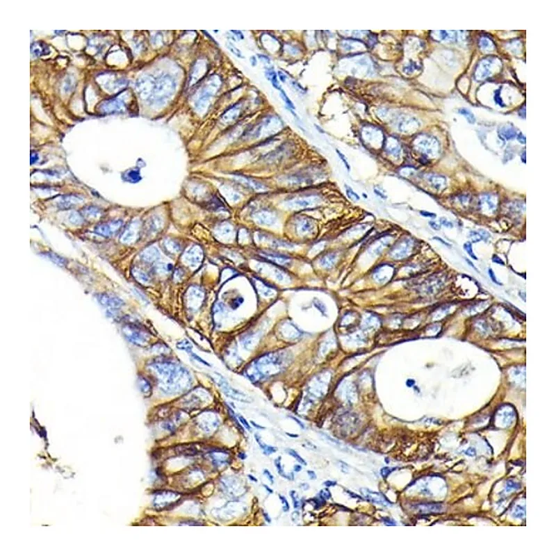 Merck Anti-CD46 antibody produced in rabbit
