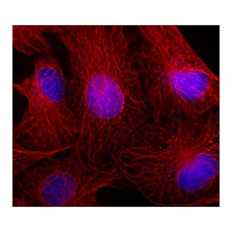 Thermo Fisher Scientific Rabbit anti-Mouse IgG (H+L) Superclonal Secondary Antibody, Alexa Fluor 555