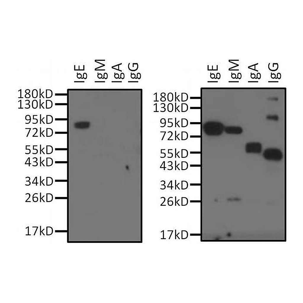 Thermo Fisher Scientific Mouse anti-Goat IgG (H+L) Cross-Adsorbed Secondary Antibody, HRP