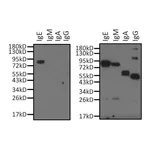 Thermo Fisher Scientific Mouse anti-Goat IgG (H+L) Cross-Adsorbed Secondary Antibody, HRP
