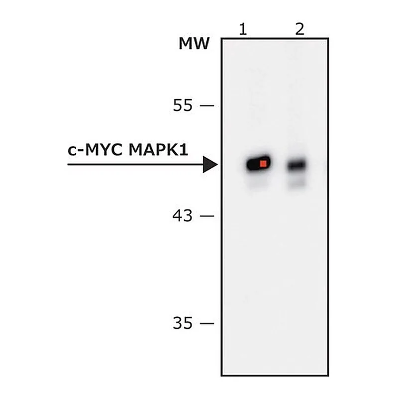 Merck Anti-c-Myc-Peroxidase antibody, Mouse monoclonal