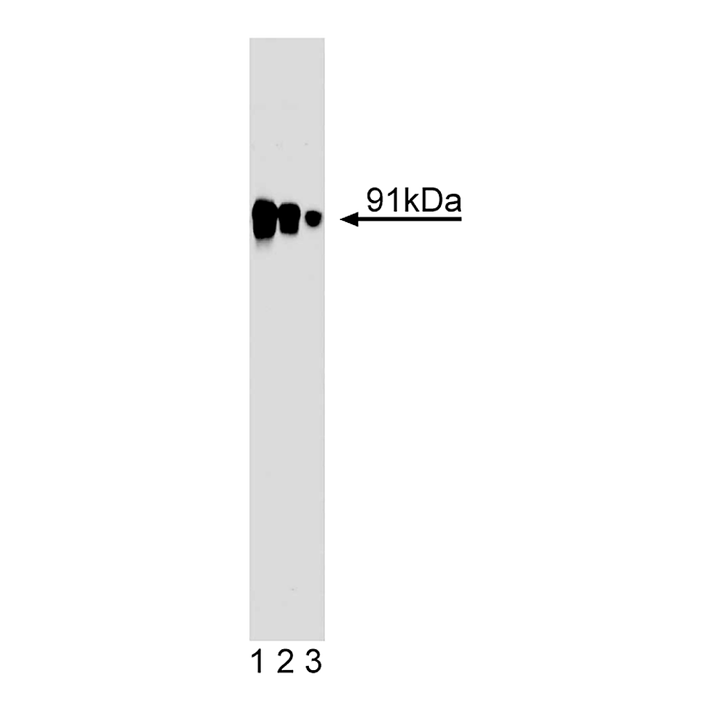 BD Purified Mouse Anti-EZH2