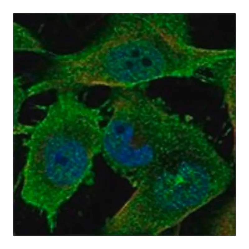 Merck Anti-EPHA3 antibody produced in rabbit