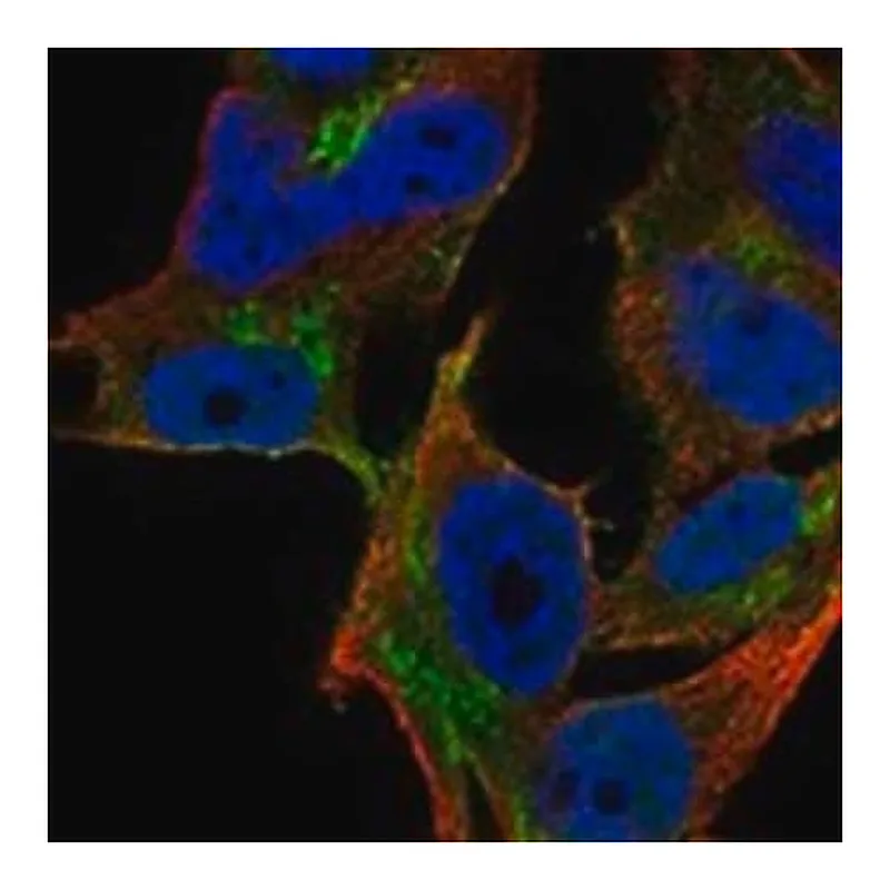 Merck Anti-YIPF1 antibody produced in rabbit