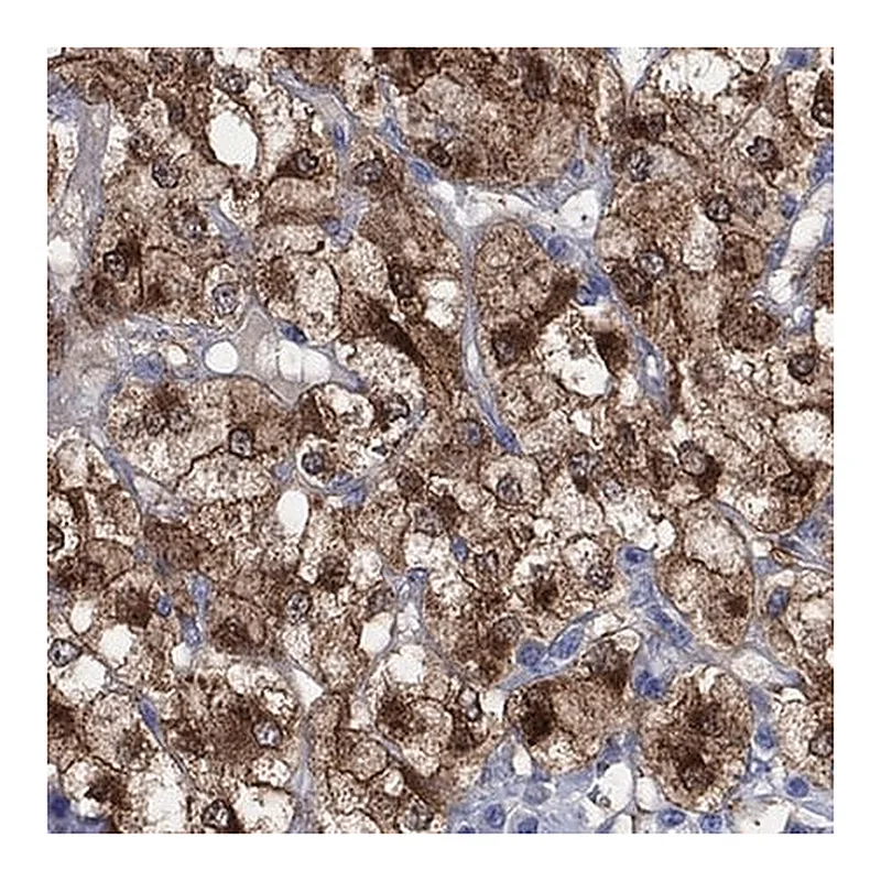Merck Anti-CPLX2 antibody produced in rabbit