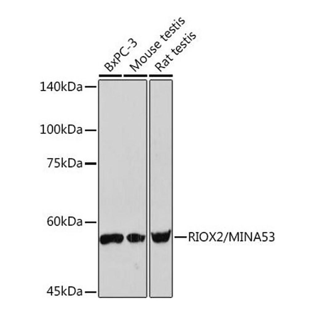 Merck Anti-RIOX2/MINA53 antibody produced in rabbit