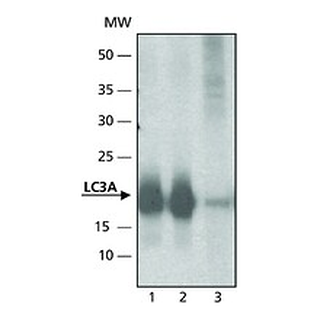 Merck ANTI-LC3A