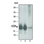 Merck ANTI-LC3A