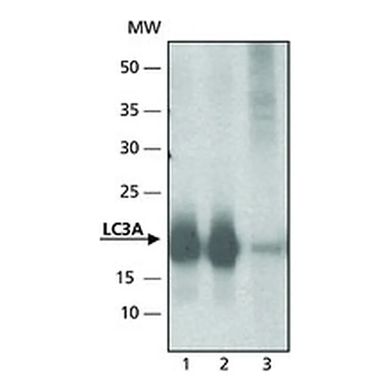 Merck ANTI-LC3A
