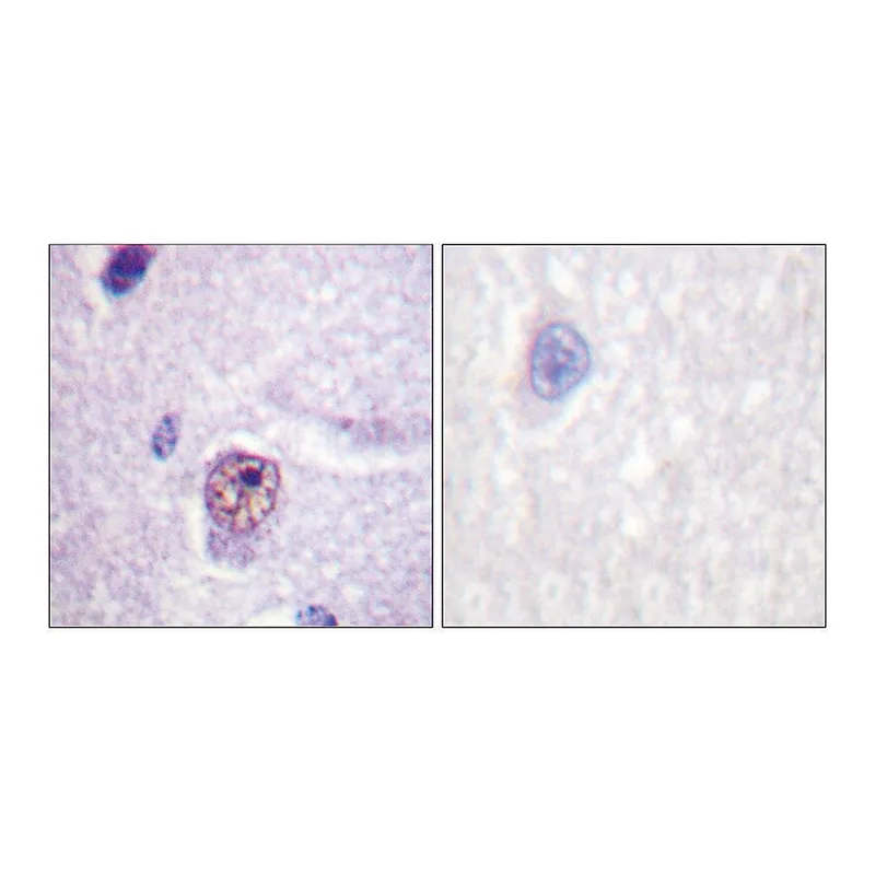 Merck Anti-SF1, N-Terminal antibody produced in rabbit