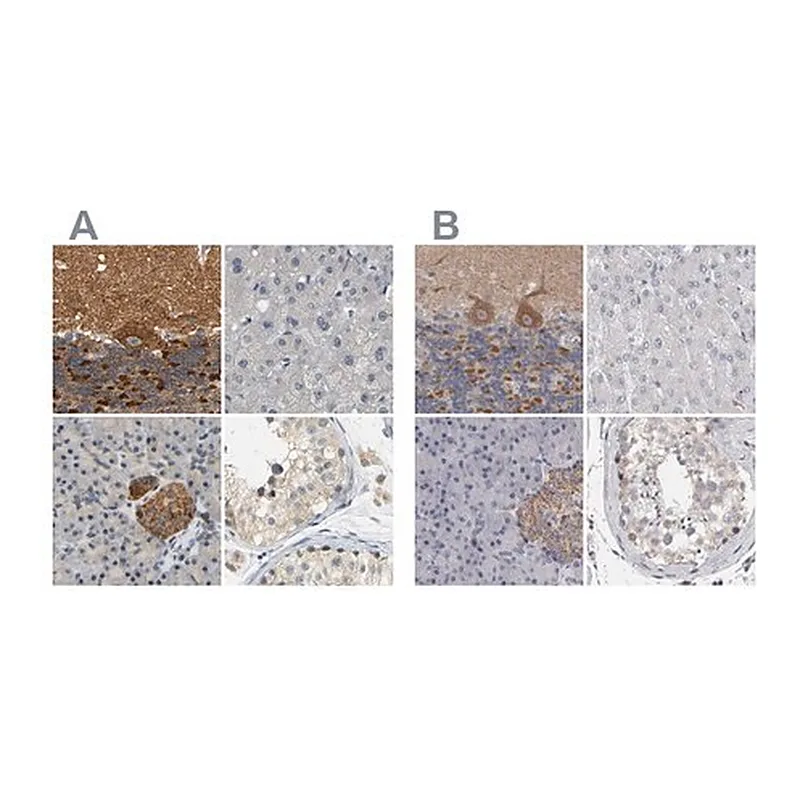 Merck Anti-GDAP1 antibody produced in rabbit