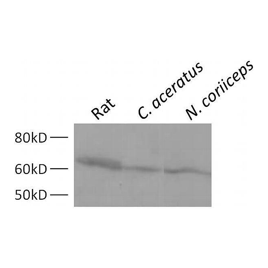 Thermo Fisher Scientific Donkey anti-Mouse IgG (H+L) Secondary Antibody, HRP