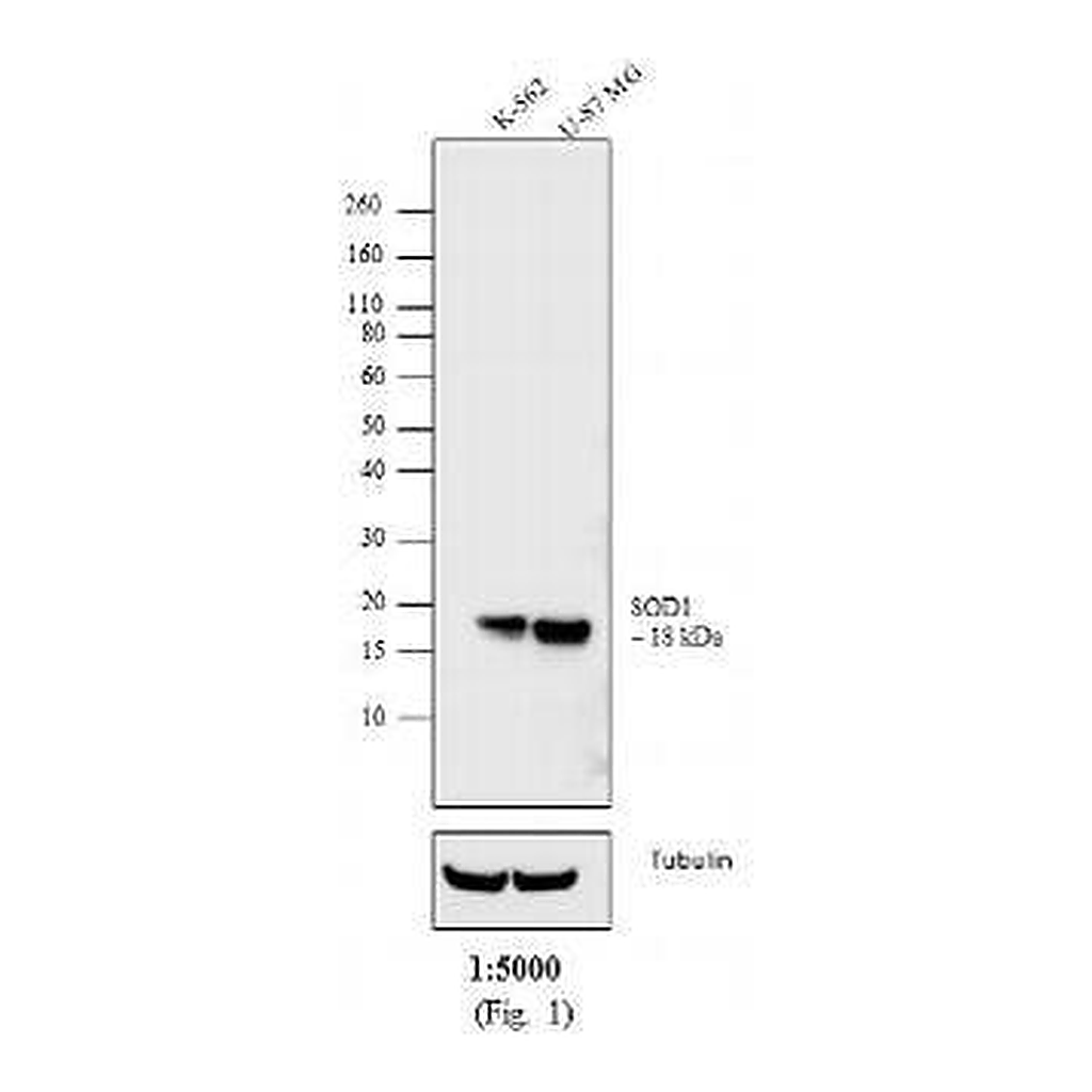 Thermo Fisher Scientific Chicken anti-Mouse IgG Fab Secondary Antibody, Biotin
