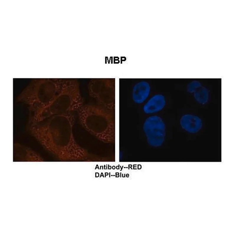 Merck Anti-MBP antibody produced in rabbit