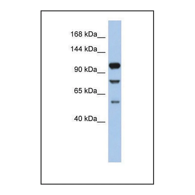 Merck Anti-TLR9, (N-terminal) antibody produced in rabbit