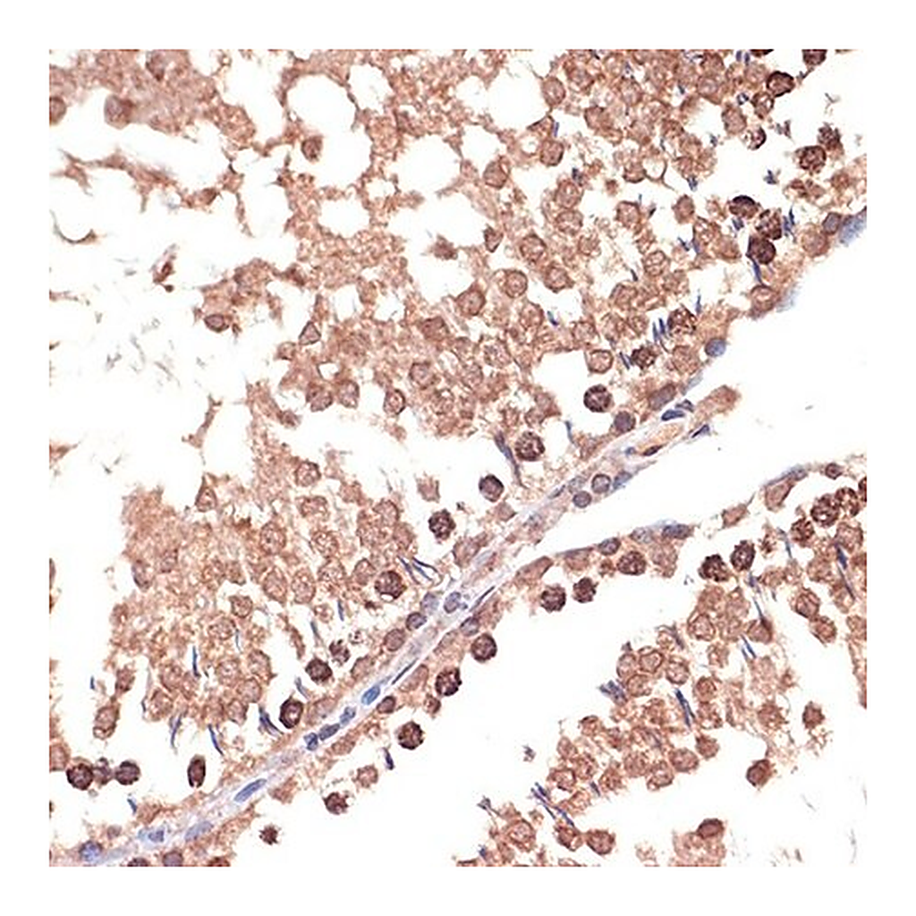 Merck Anti-BANF1 antibody produced in rabbit