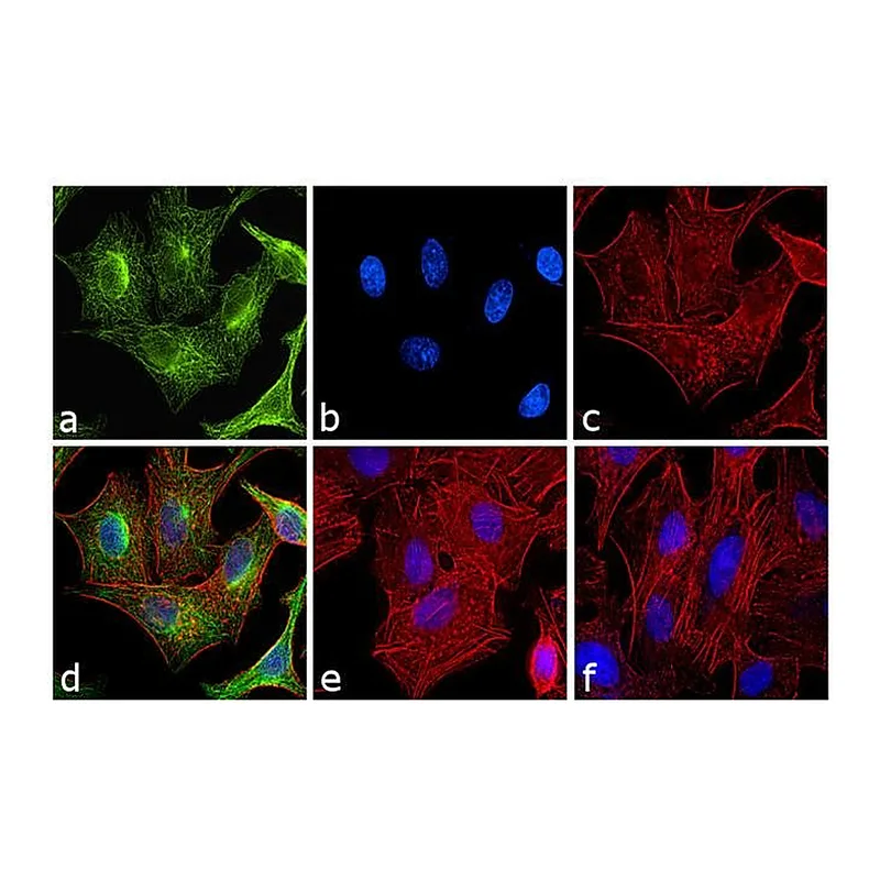 Thermo Fisher Scientific F(ab`)2-Goat anti-Rat IgG (H+L) Cross-Adsorbed Secondary Antibody, FITC