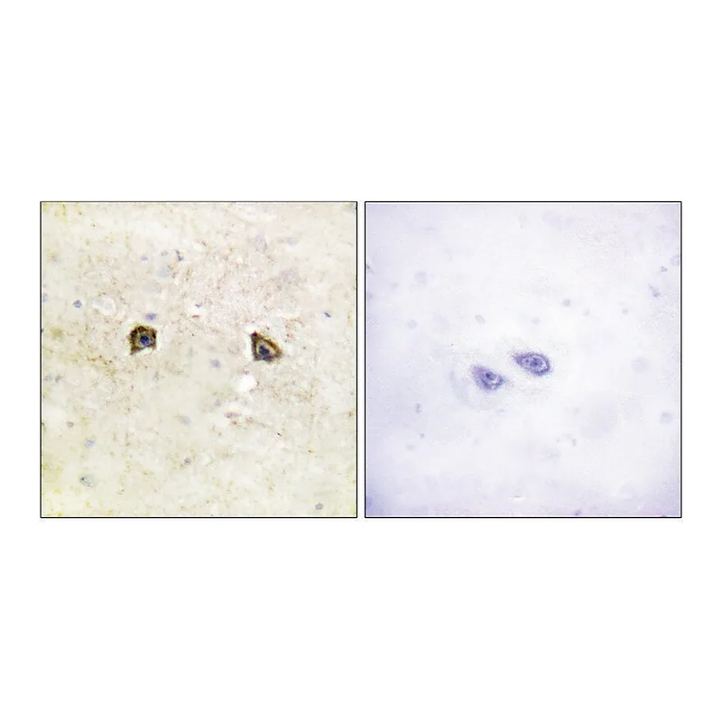 Merck Anti-EPHB1 antibody produced in rabbit