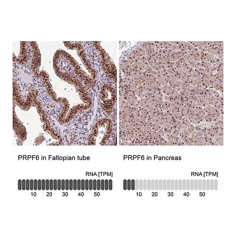 Merck Anti-PRPF6 antibody produced in rabbit