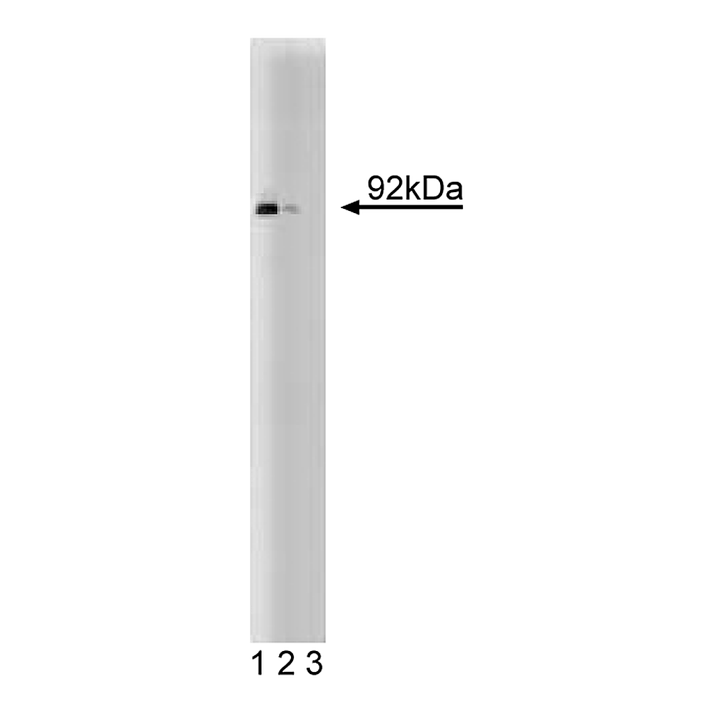 BD Purified Mouse Anti-Stat5