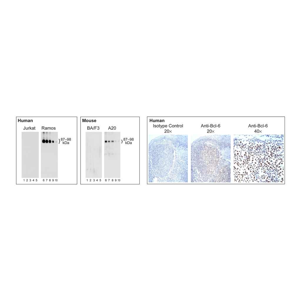 BD Purified Mouse anti-Bcl-6