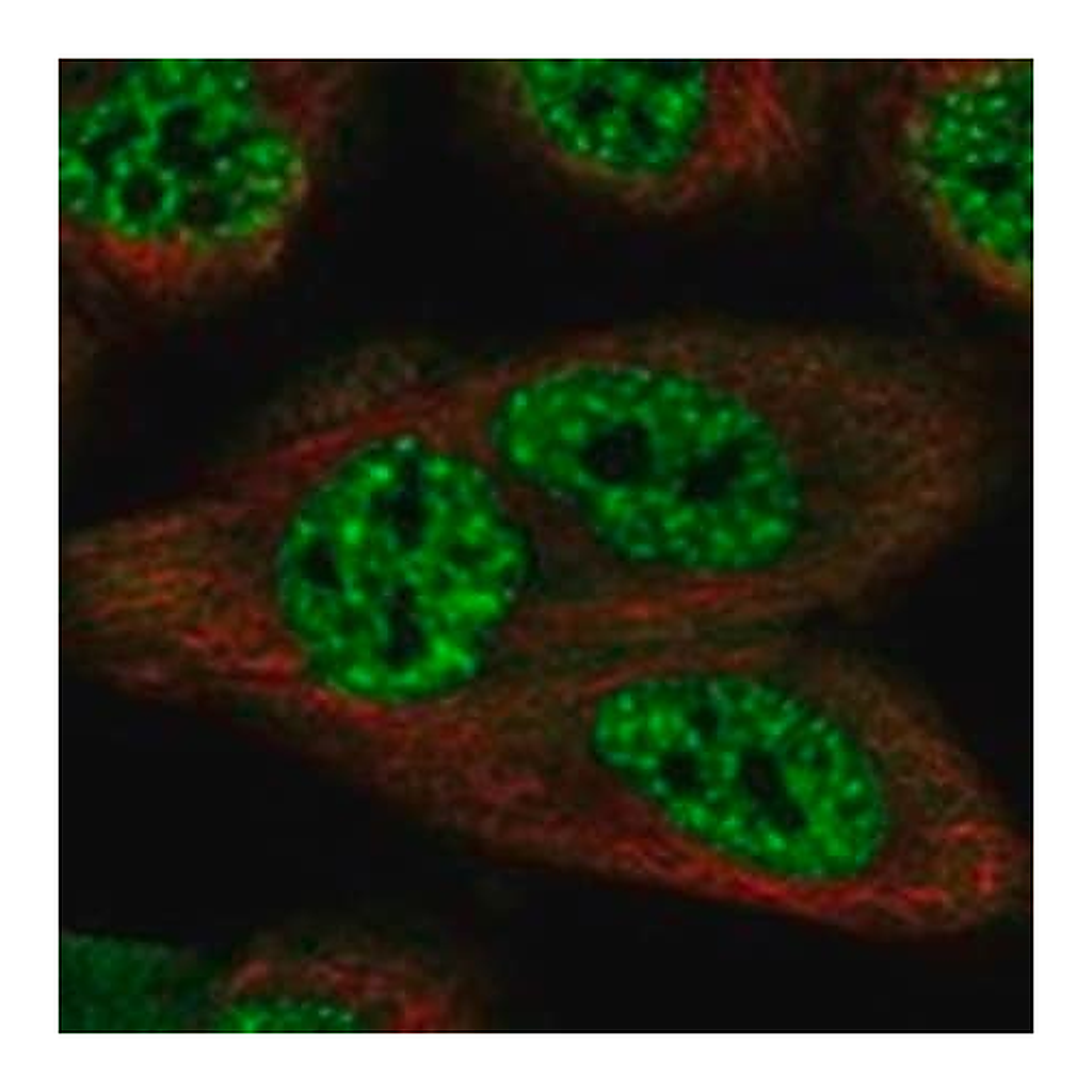 Merck Anti-SCAPER antibody produced in rabbit