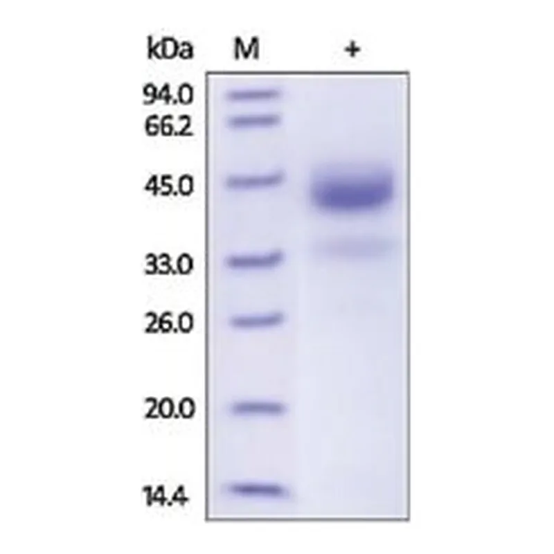 Merck CATHEPSIN B,HUMAN