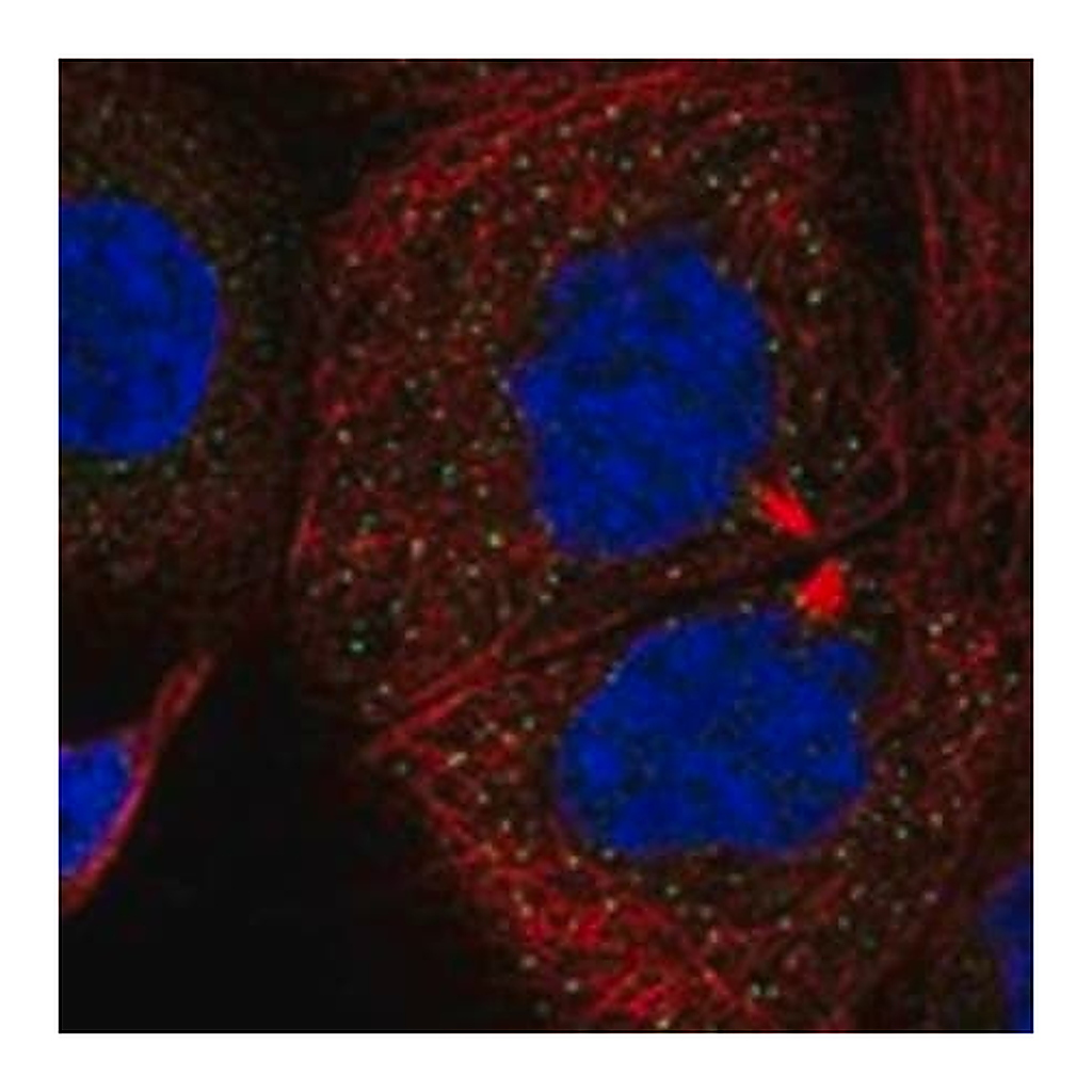 Merck Anti-SMURF1 antibody produced in rabbit
