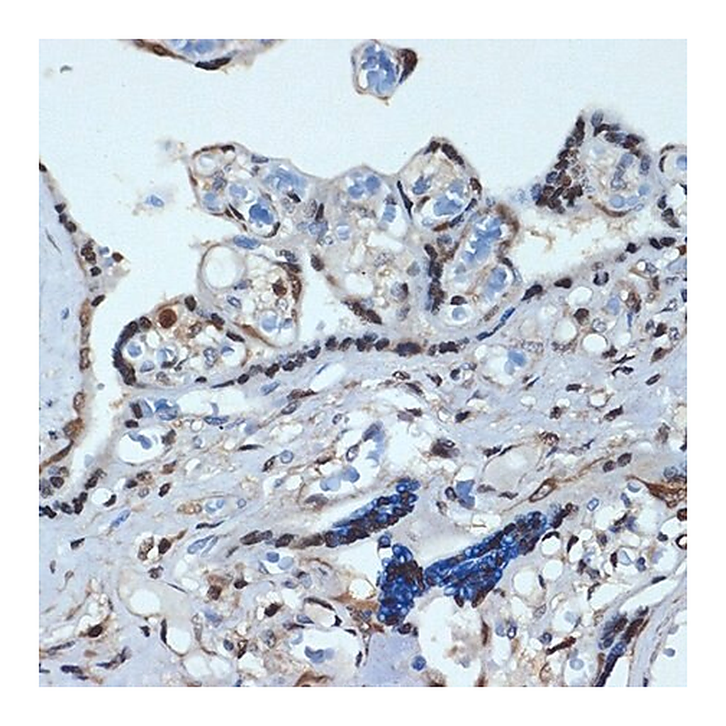 Merck Anti-HOXA9 antibody produced in rabbit