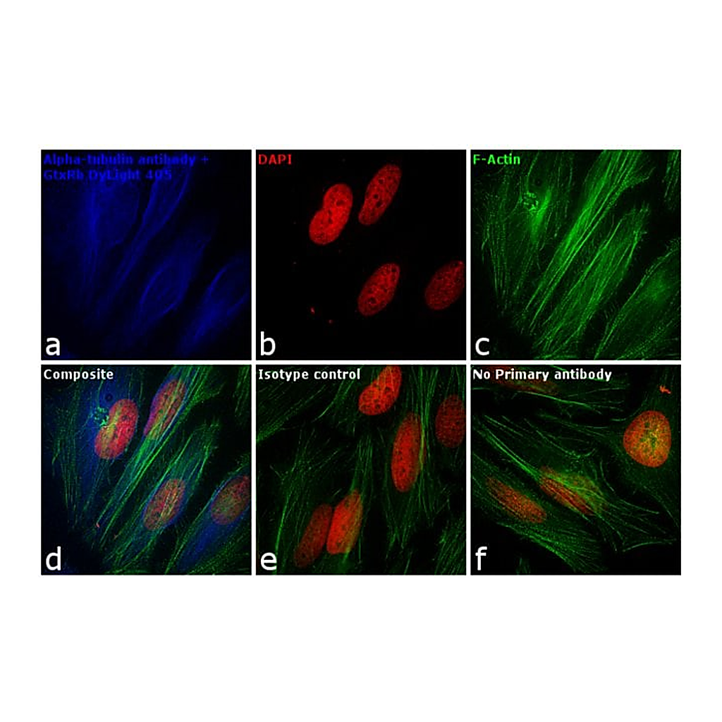 Thermo Fisher Scientific Goat anti-Rabbit IgG (H+L) Cross-Adsorbed Secondary Antibody, DyLight 405